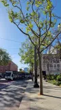 San Jose Blue Line with low-floor articulated tram 906 close by Paseo de San Antonio (2025)