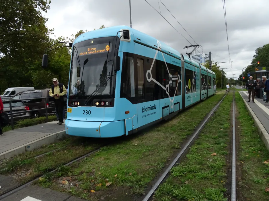 Mainz tram line 53 with low-floor articulated tram 230 at Hindemithstr. / Lerchenberg (2024)